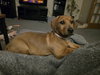 Misty Adoption Pending!