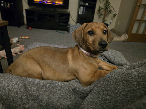Misty Adoption Pending!, an adoptable Dachshund in Buffalo, MN