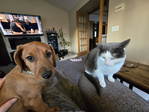 Lindsey, an adoptable Dachshund in Buffalo, MN