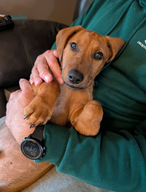 Beckham, an adoptable Dachshund in Buffalo, MN