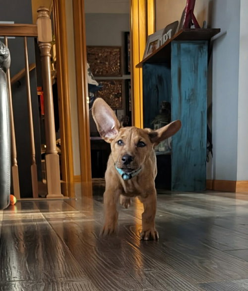 Beckham, an adoptable Dachshund in Buffalo, MN