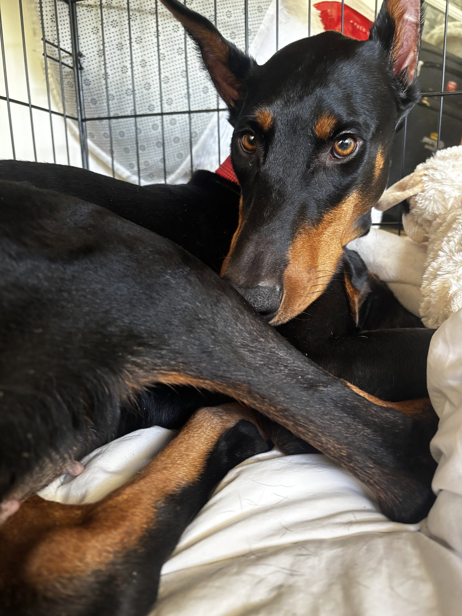 Tootsie, photo 10