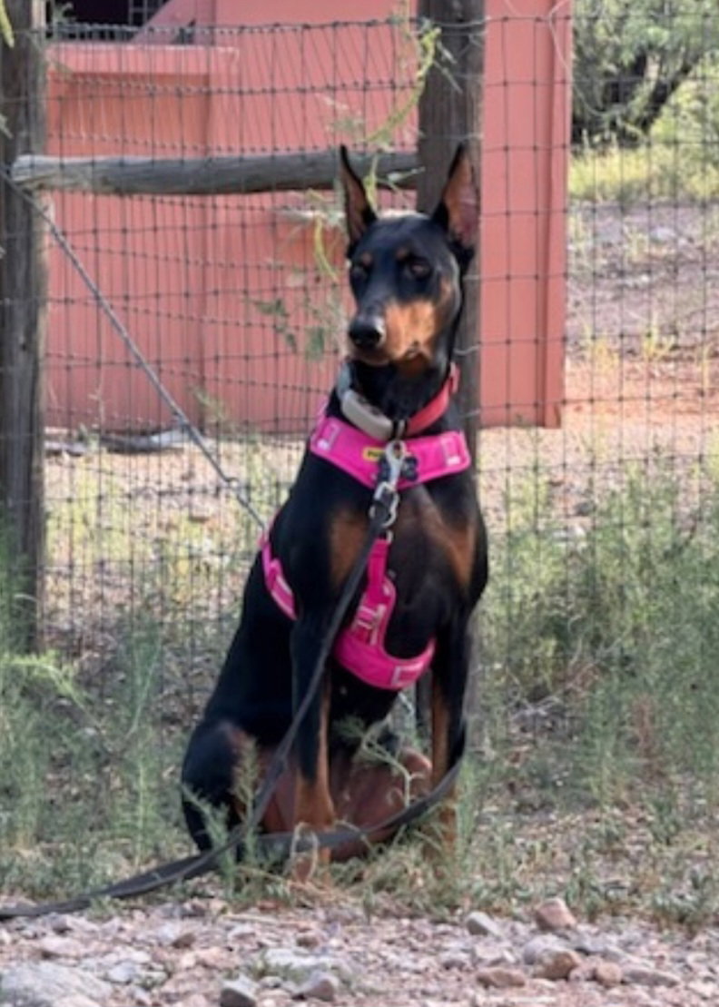 Tootsie, photo 14