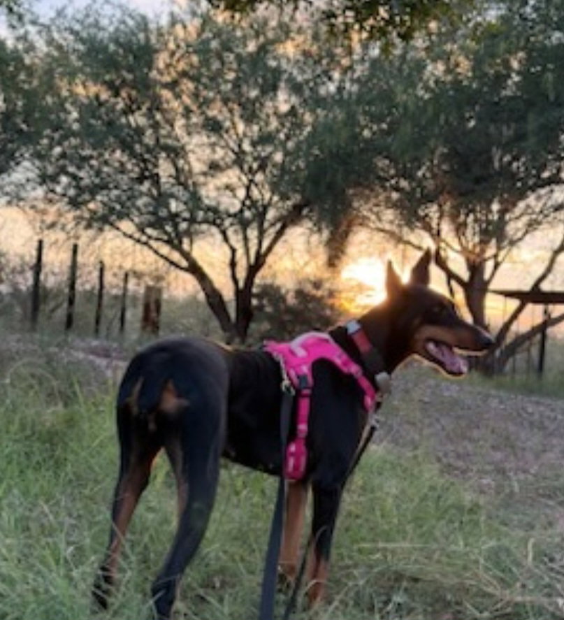 Tootsie, photo 15