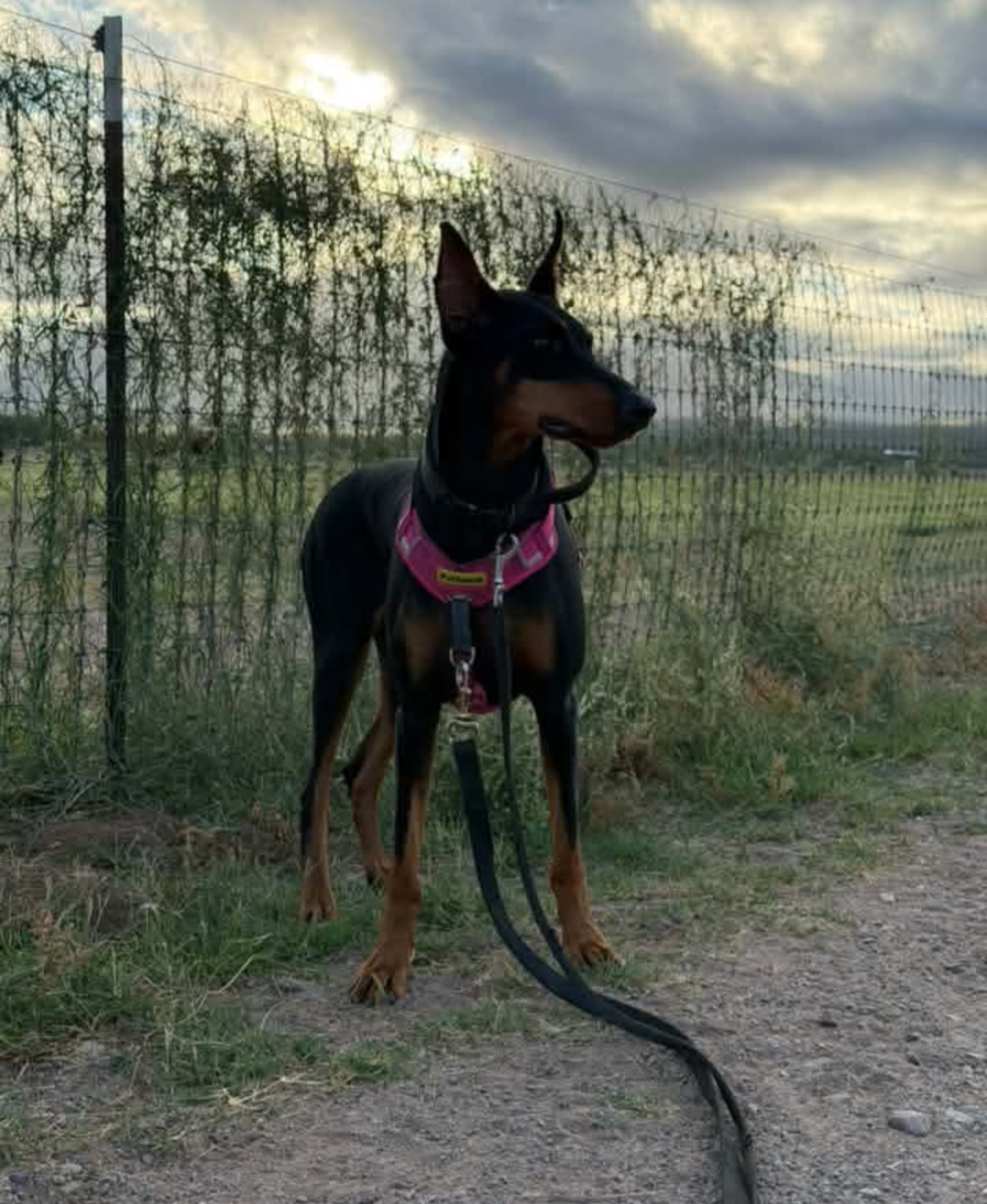 Tootsie, photo 19