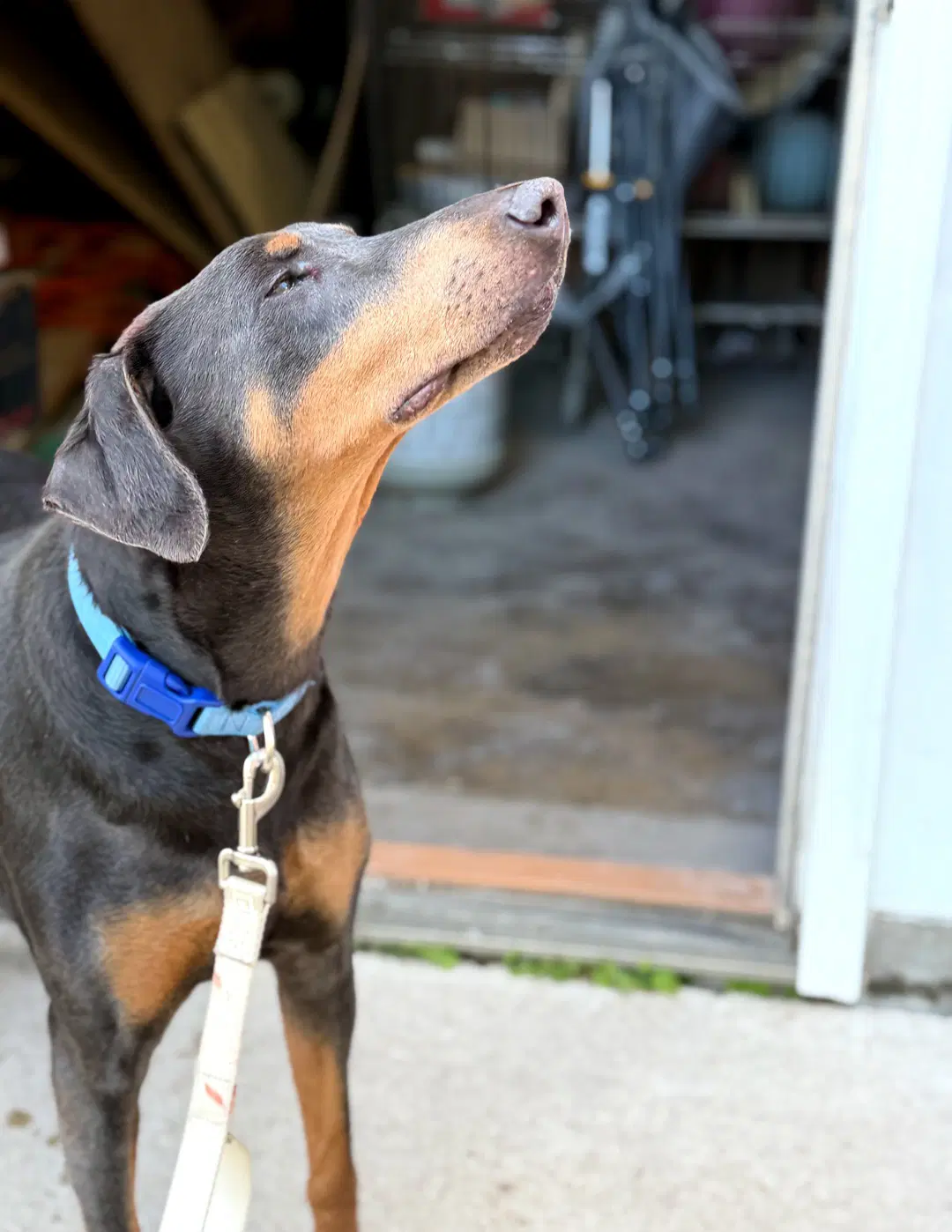 Diana Foster Needed - Doberman Pinscher
