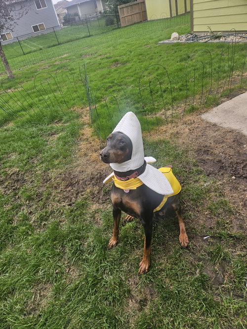 Diana, a dog for adoption from United Doberman Rescue