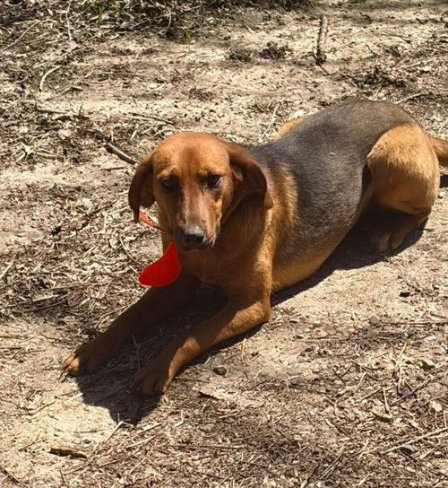 Harriet aka Harry, an adoptable Coonhound in Buffalo, MN