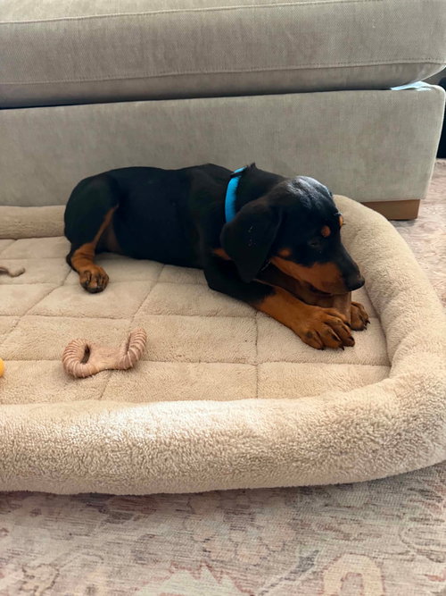 Bo photo 4