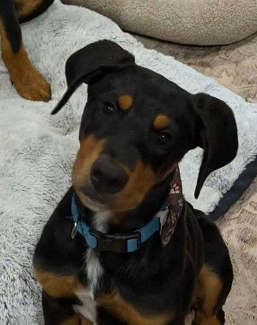 Bo, an adoptable Doberman Pinscher in Buffalo, MN