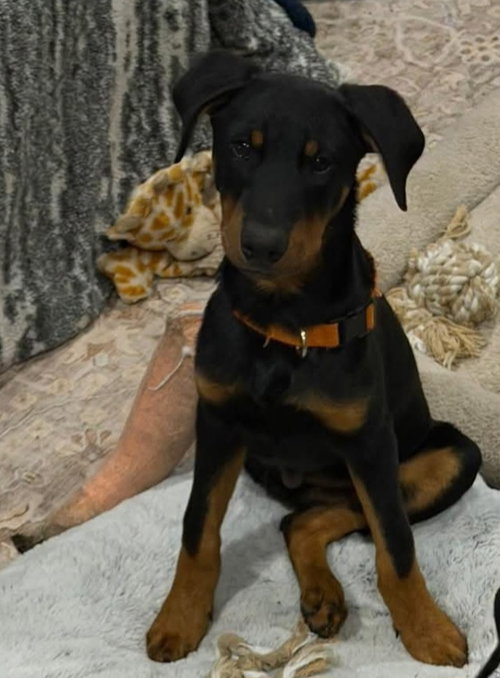 Milo, an adoptable Doberman Pinscher in Buffalo, MN