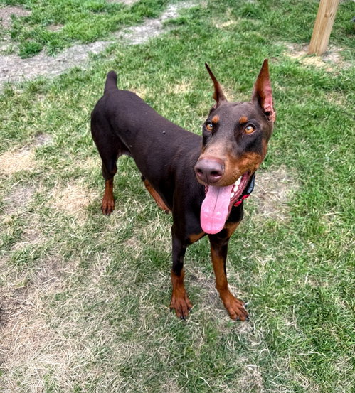 Moose-Adoption Pending, an adoptable Doberman Pinscher in Buffalo, MN