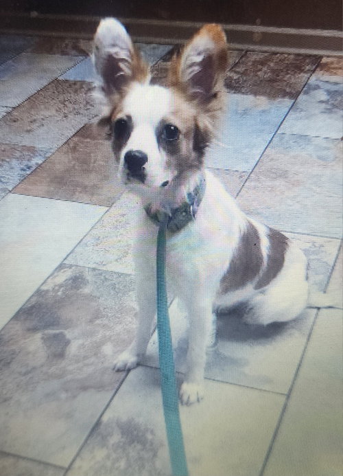 Minnie Pearl-Adoption Pending! photo 10