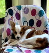 Minnie Pearl