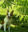 Minnie Pearl