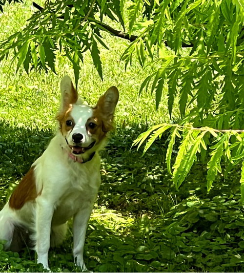 Minnie Pearl-Adoption Pending! photo 4