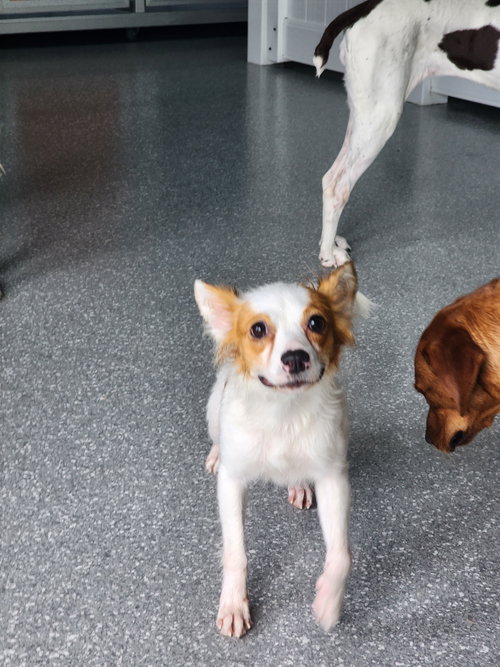 Minnie Pearl-Adoption Pending! photo 9
