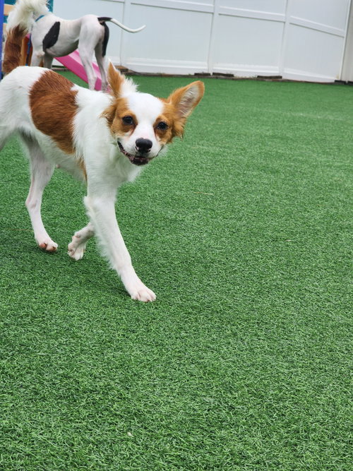 Minnie Pearl-Adoption Pending! photo 13