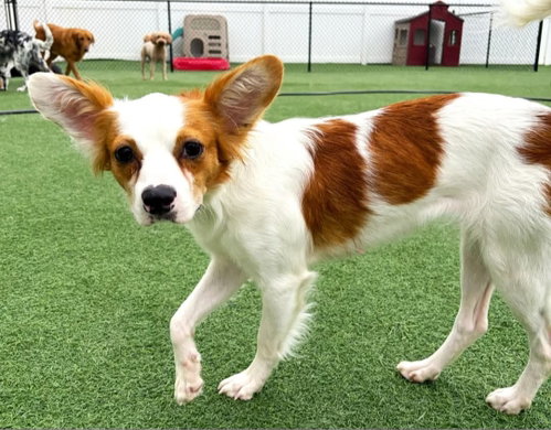 Minnie Pearl-Adoption Pending! photo 2