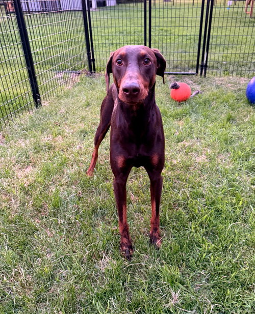 Atlas Aka Doby Foster Needed! photo 3