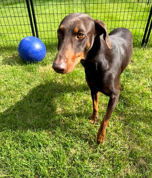 Atlas Foster Needed!