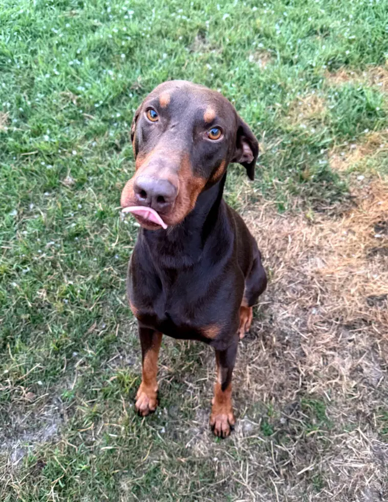 Atlas Foster Needed - Doberman Pinscher