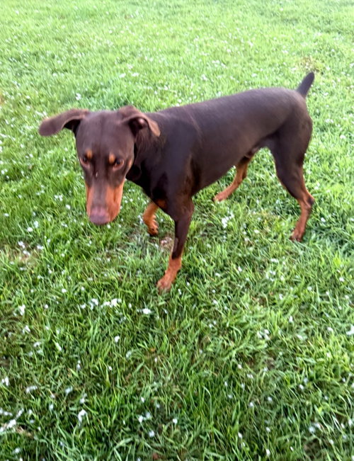 Atlas Aka Doby Foster Needed! photo 8