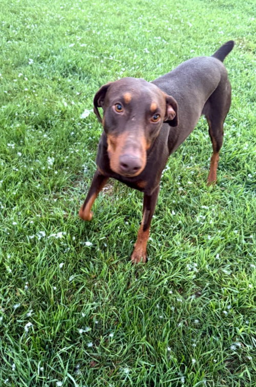 Atlas Aka Doby Foster Needed! photo 9