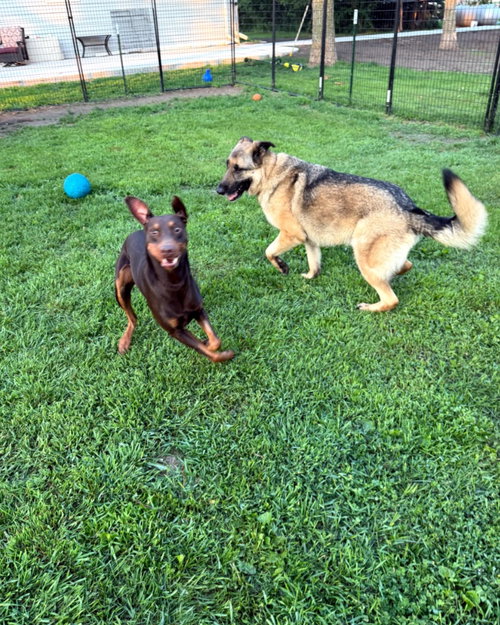 Atlas Aka Doby Foster Needed! photo 4