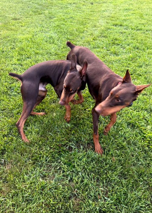 Atlas Aka Doby Foster Needed! photo 10