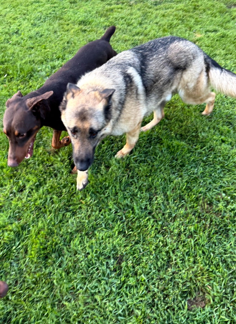 Atlas Adoption Pending!, photo 12