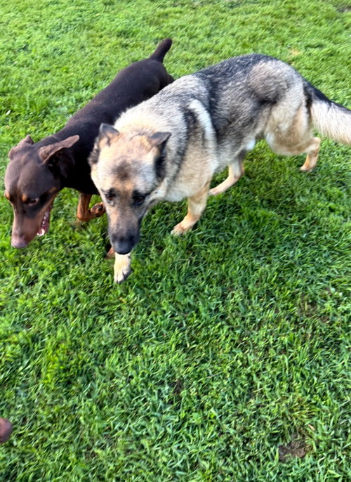 Atlas Aka Doby Foster Needed! photo 11