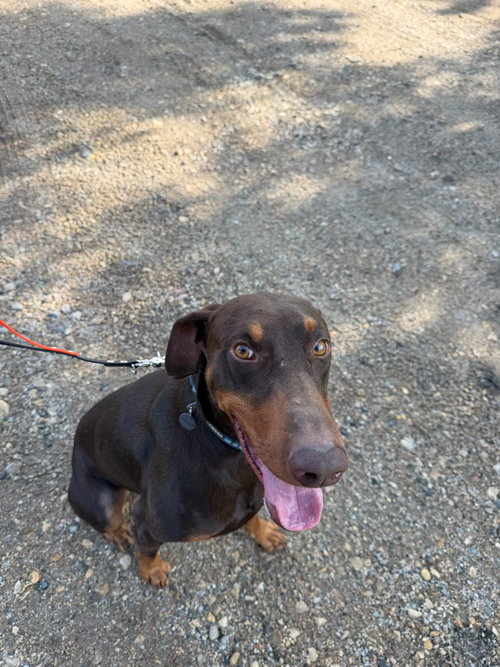 Atlas Aka Doby Foster Needed! photo 12