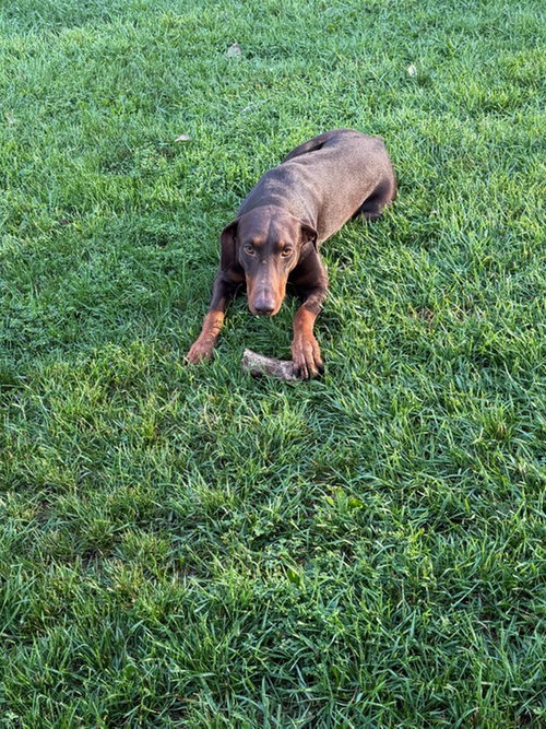 Atlas Aka Doby Foster Needed! photo 13