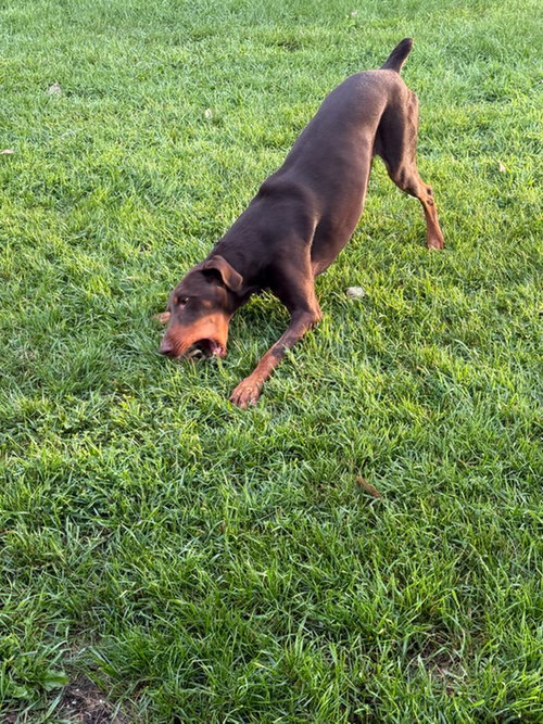 Atlas Aka Doby Foster Needed! photo 14