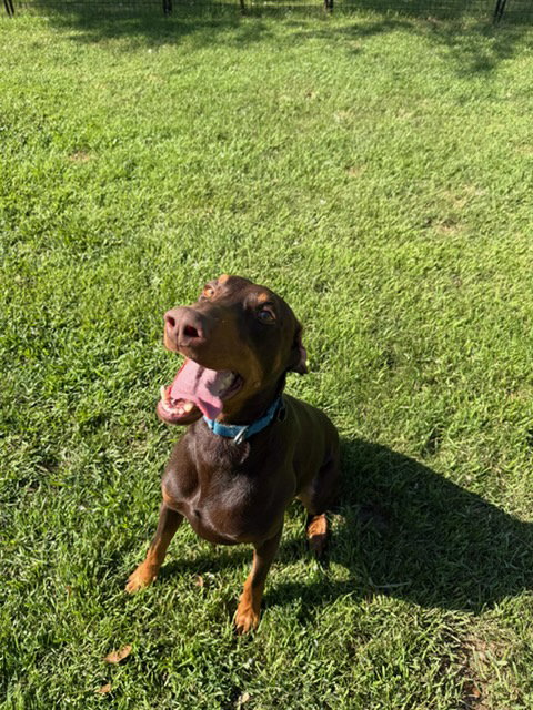 Atlas Adoption Pending!, photo 16