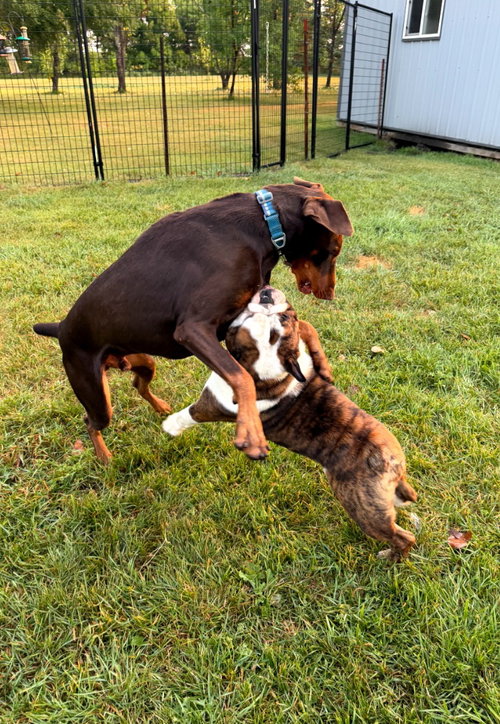 Atlas aka Doby Foster Needed!!, a dog for adoption from United Doberman Rescue