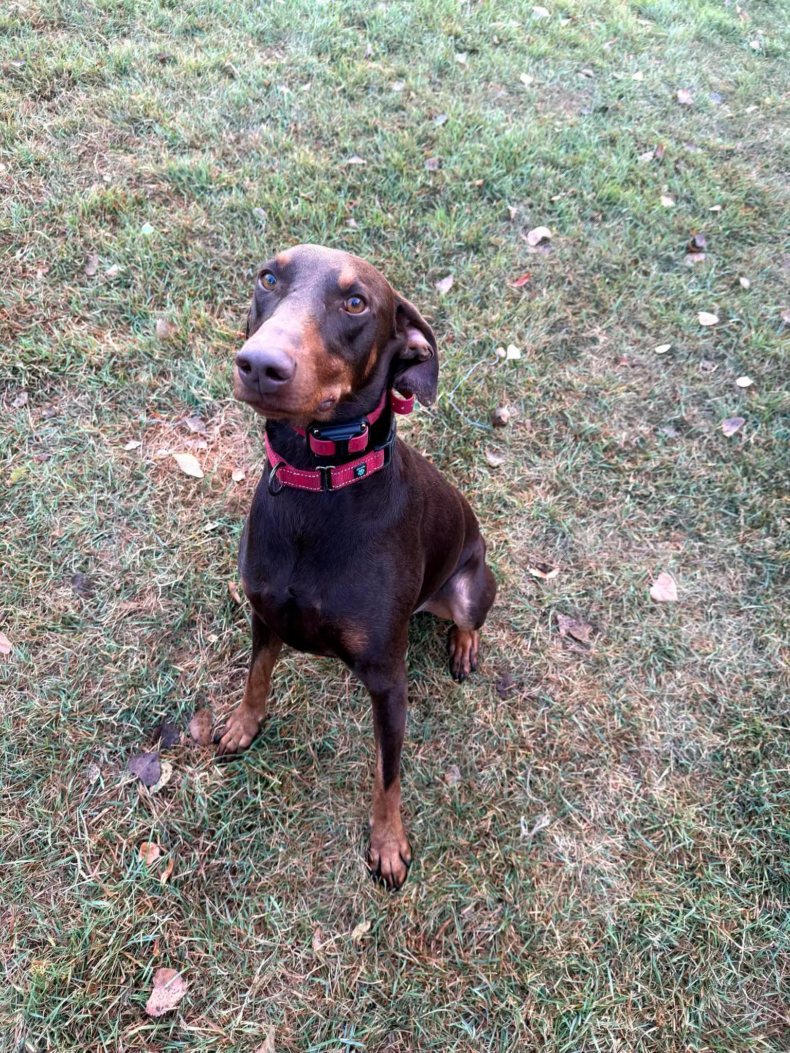 Atlas Aka Doby Foster Needed image 3