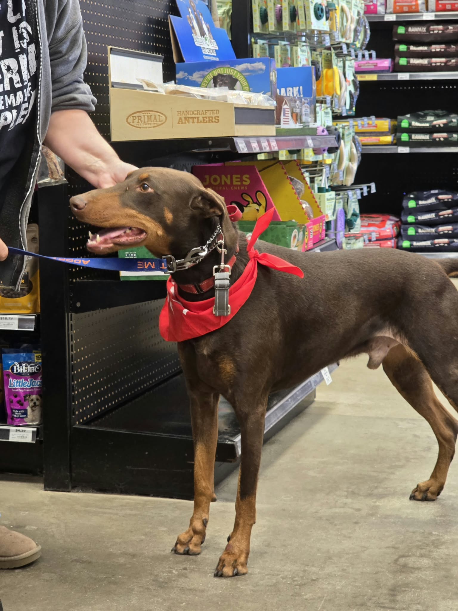 Atlas Adoption Pending!, photo 19