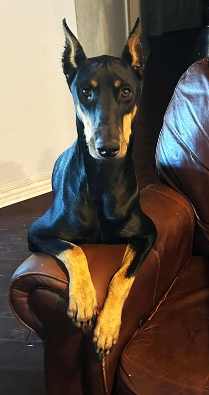 Raquel Adoption Pending!, an adoptable Doberman Pinscher in Buffalo, MN