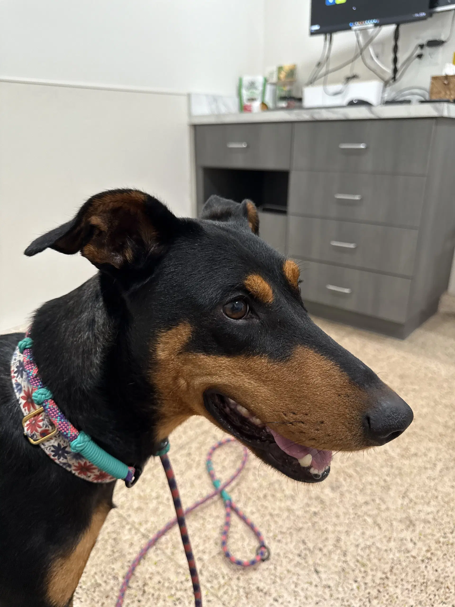 Jessie - Doberman