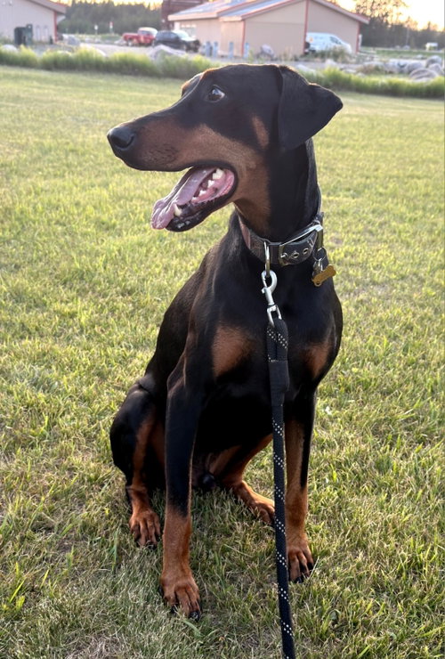 Talos Foster Needed!!, photo 5