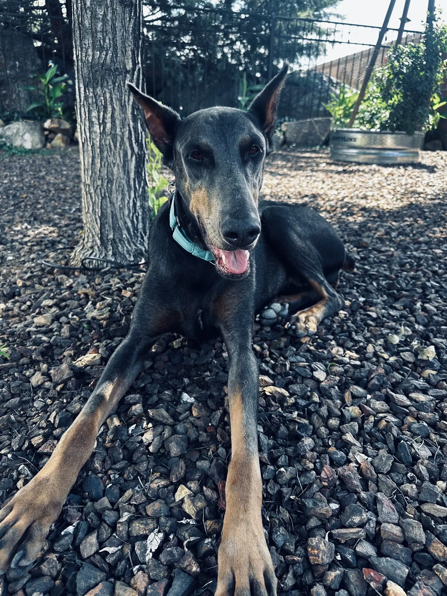 Diamond Adoption Pending - Doberman Pinscher