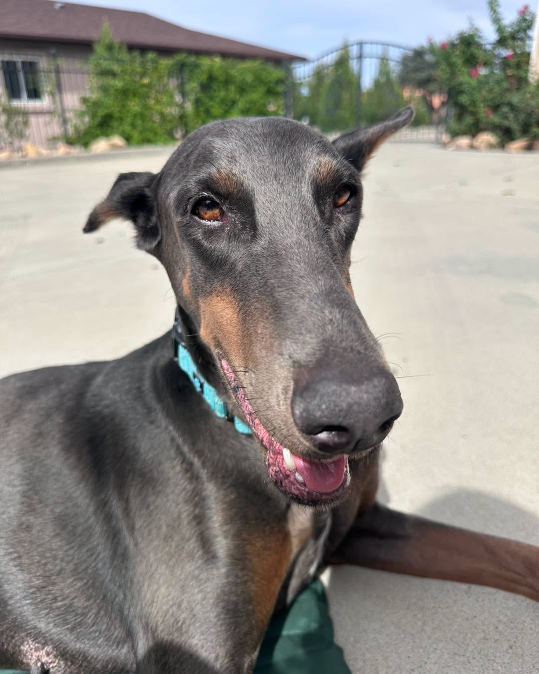 Diamond Adoption Pending!, Doberman Pinscher