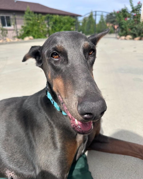 Diamond, a dog for adoption from United Doberman Rescue