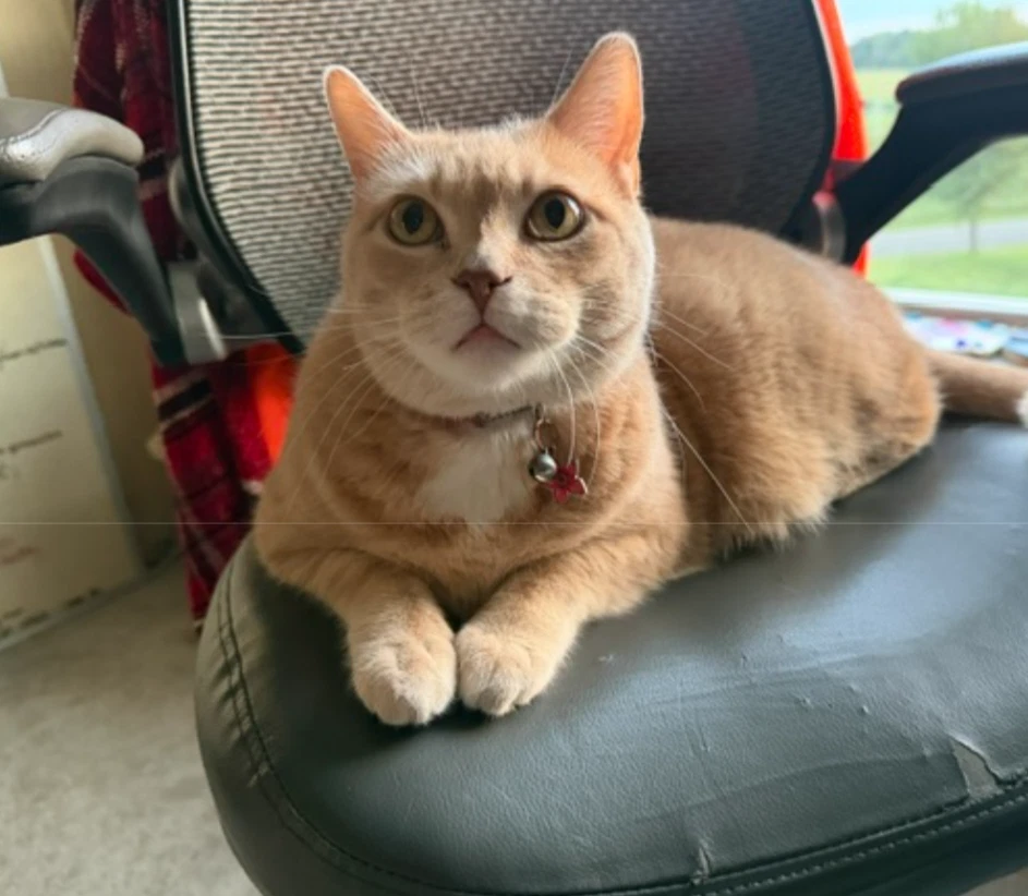 Linus-Cat-Foster Needed