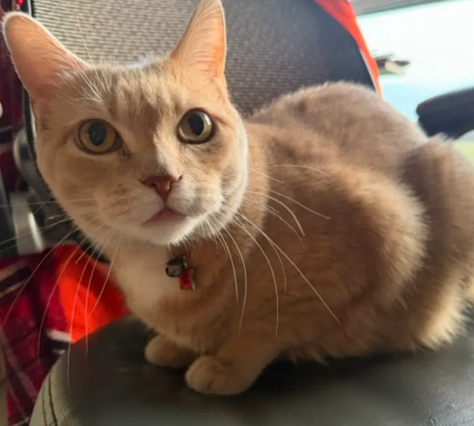 Linus-Cat-Foster Needed image 2