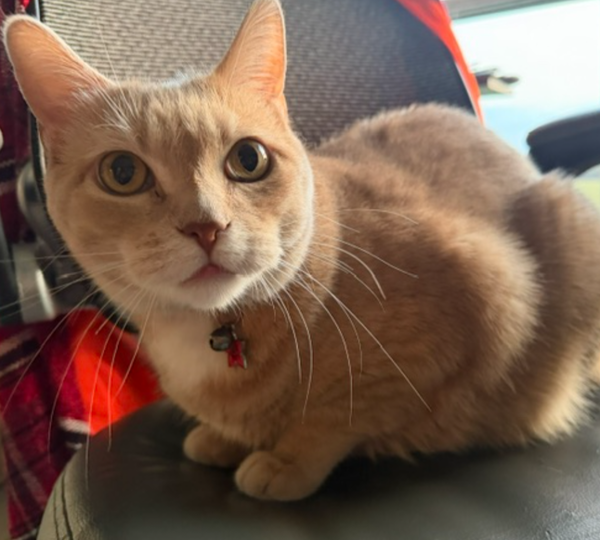 Linus-Cat-FOSTER NEEDED!