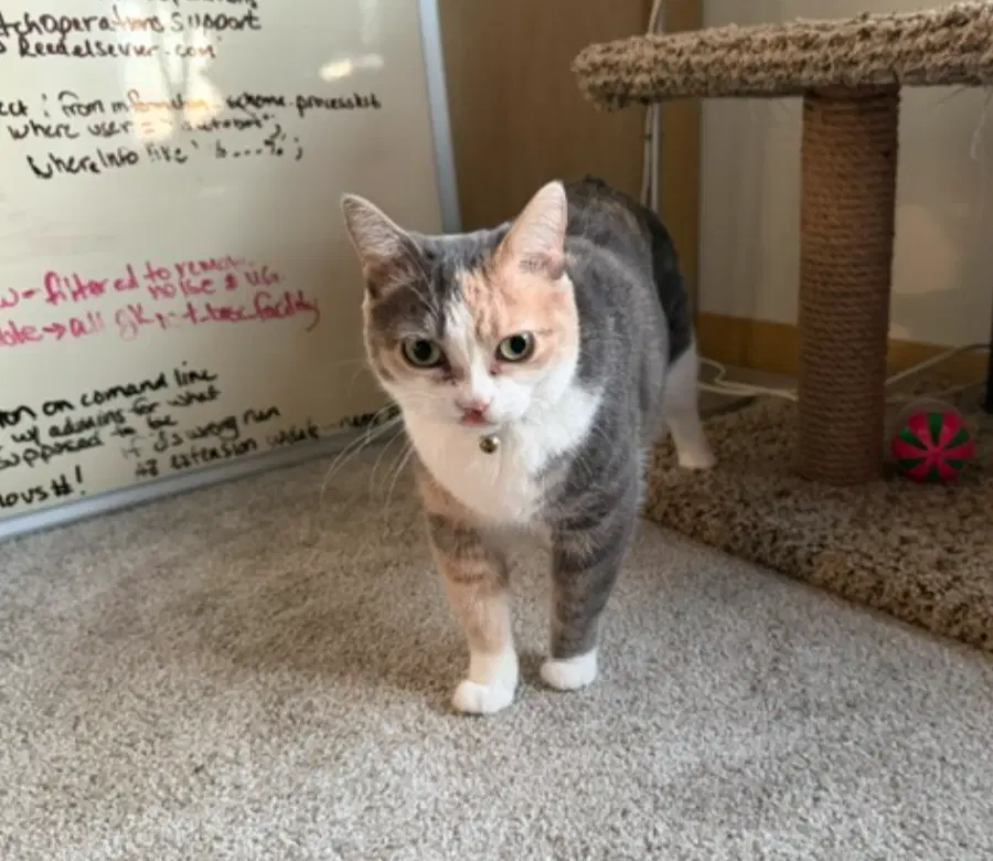 Kali-Cat-Foster Needed - Domestic Short Hair