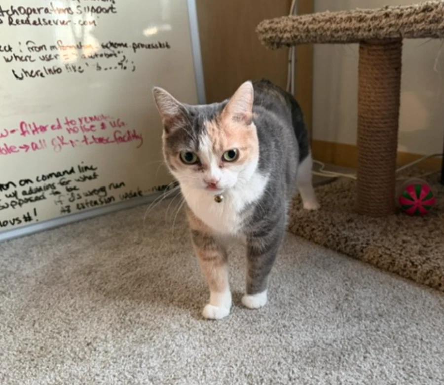 Kali-Cat-Foster Needed